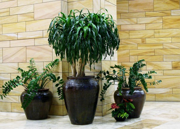 Interior Plants Design